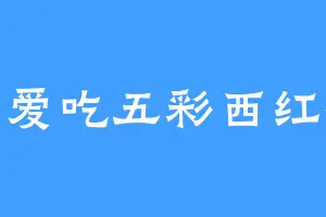 我爱吃五彩西红柿
