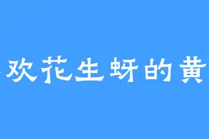 喜欢花生蚜的黄易