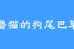 撸猫的狗尾巴草